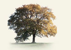 Memorial tree